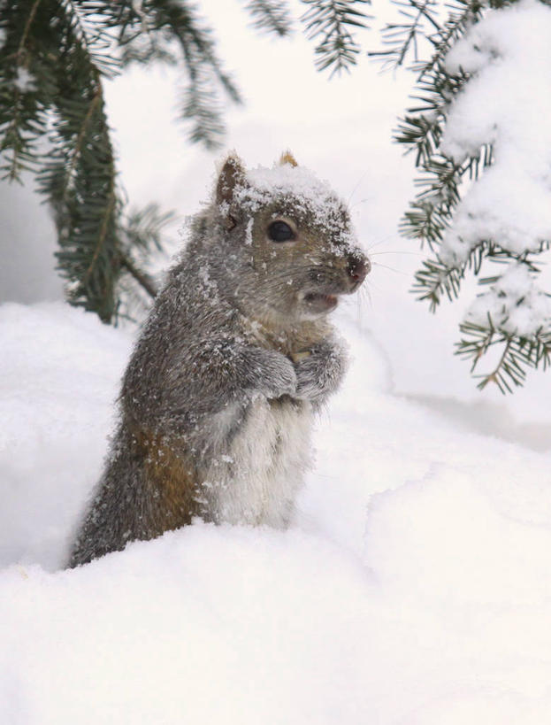 无人,竖图,室外,白天,雪,野生动物,叶子,美国,冬天,树,松鼠,寒冷,摄影,旱獭,威斯康星,彩图