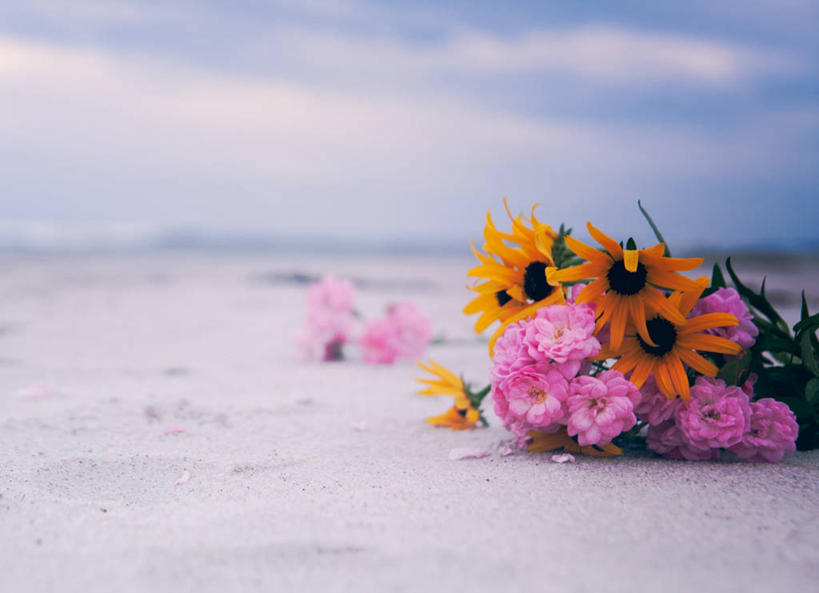 无人,横图,室外,白天,美国,沙子,云,花,粉色,白色,天空,花束,摄影,宁静,脆弱,纽约州,荷兰石竹,海滩,彩图