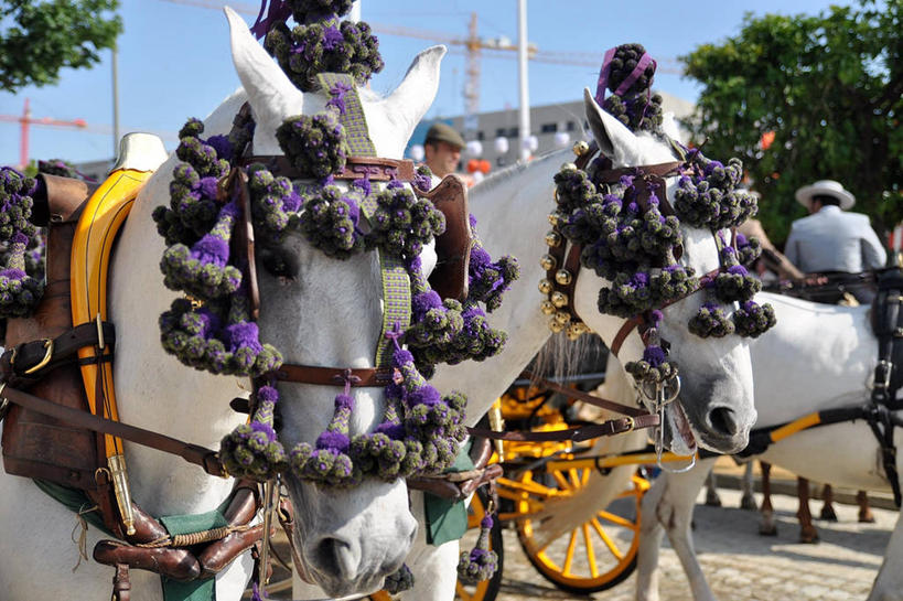 横图,室外,白天,马,西班牙,三只,骑马,马车,布置,家畜,摄影,安达路西亚,塞维尔,彩图,传统节日