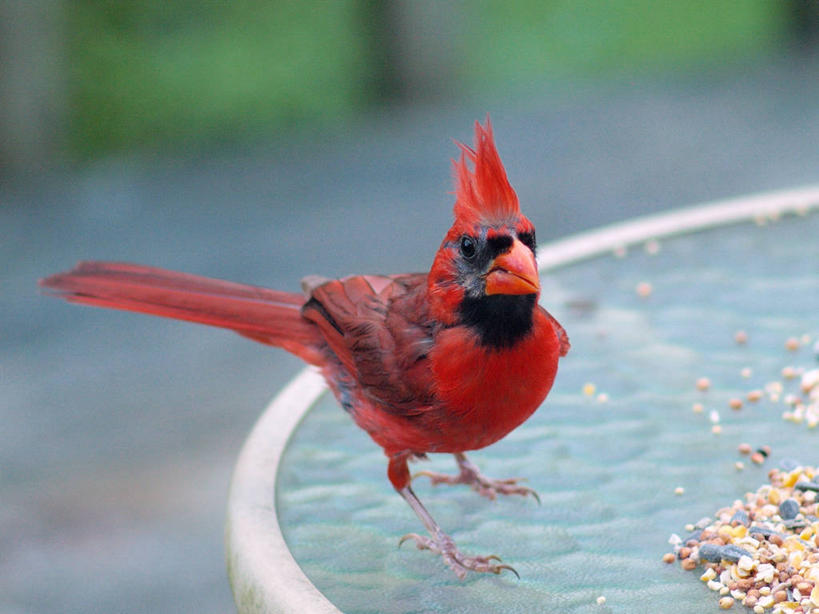 无人,横图,室外,特写,白天,野生动物,美国,红色,摄影,栖息,肖像,喂鸟器,田纳西,彩图,红衣主教,好奇心