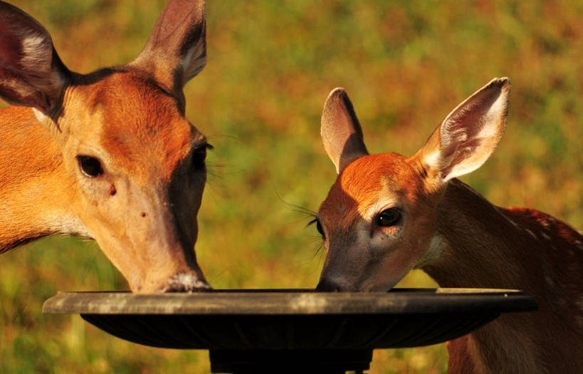 无人,横图,室外,特写,白天,鹿,野生动物,美国,喝,动物,两只,摄影,部分,密苏里,彩图
