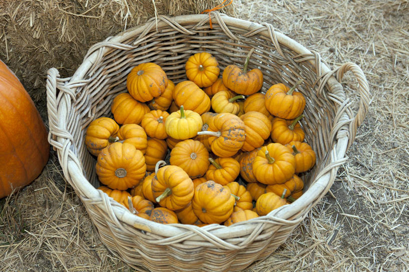 无人,横图,室外,特写,白天,南瓜,蔬菜,美国,许多,丰富,篮子,干草,很多,饮食,摄影,清新,加利福尼亚,健康食物,旧金山,彩图