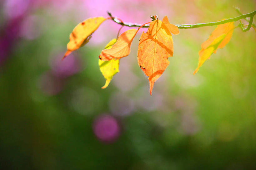 无人,横图,室外,特写,白天,叶子,奈良县,日本,枝,自然,摄影,脆弱,改变,秋天,彩图