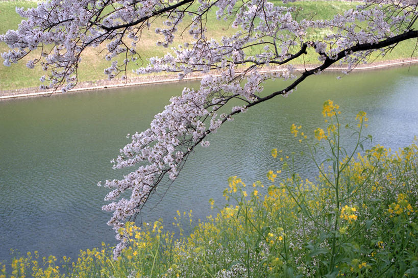 无人,横图,室外,白天,河流,东京,日本,枝,首都,樱桃树,树,风景,自然,摄影,彩图