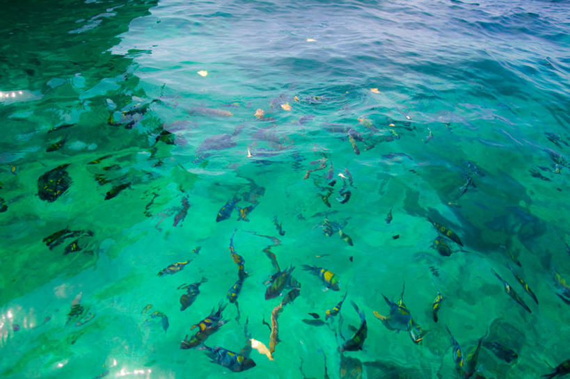 游泳,横图,俯视,室外,白天,探险,海洋,水,泰国,一群,许多,透明,很多,鱼类,摄影,浮潜,披披岛,甲米,冒险,彩图,高角度拍摄