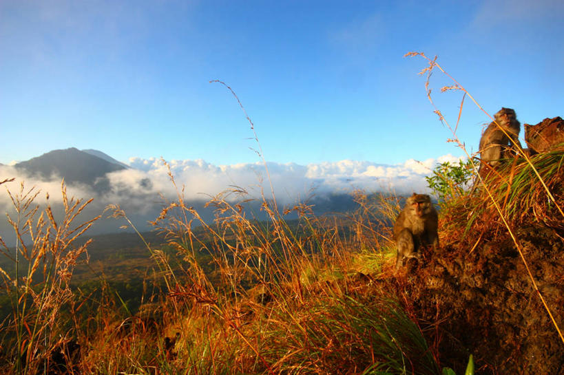 无人,坐,横图,室外,白天,山,芦苇,野生动物,猴子,印度尼西亚,云,草,天空,自然,动物,两只,放松,摄影,彩图,巴厘