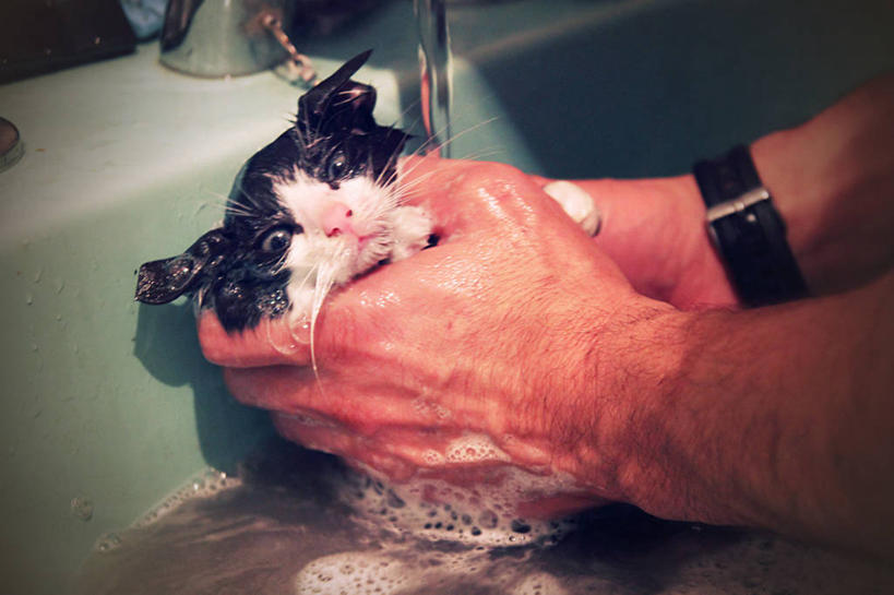 手,一个人,横图,水,猫,西班牙,湿,肥皂泡,拿着,家畜,摄影,部分,关爱,毕尔巴鄂,比斯开省,洗涤,彩图