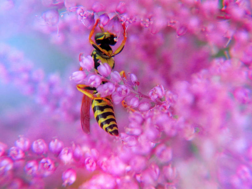 无人,横图,俯视,室外,特写,白天,野生动物,加拿大,花,粉色,自然,动物,摄影,黄蜂,彩图,高角度拍摄