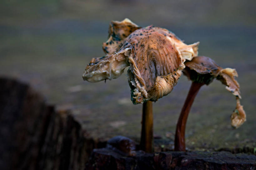 无人,横图,室外,特写,白天,英国,蘑菇,自然,摄影,生长,彩图