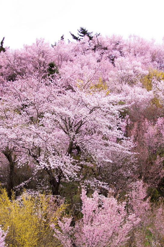 无人,竖图,室外,白天,樱花,日本,日本文化,樱桃树,花,粉色,天空,自然,摄影,生长,宁静,脆弱,清新,福岛县,彩图