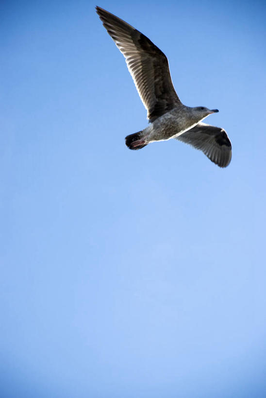 无人,竖图,室外,白天,留白,自由,海鸥,野生动物,美国,鸟类,飞,摄影,加利福尼亚,万里无云,圣地牙哥市,彩图