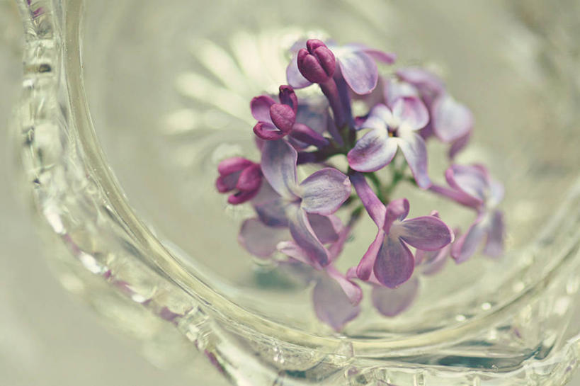 无人,横图,室内,特写,白天,水,丁香花,美国,漂浮,水晶,花,花瓣,花朵,紫色,碗,摄影,脆弱,清新,华盛顿州,彩图