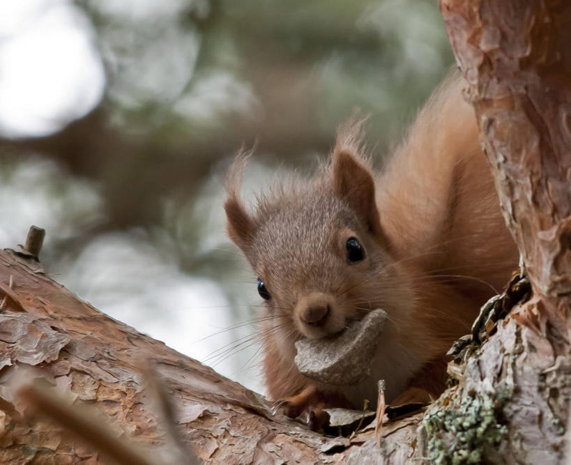 无人,横图,室外,白天,森林,野生动物,英国,树干,自然,动物,松鼠,摄影,叼着,肖像,机敏,彩图