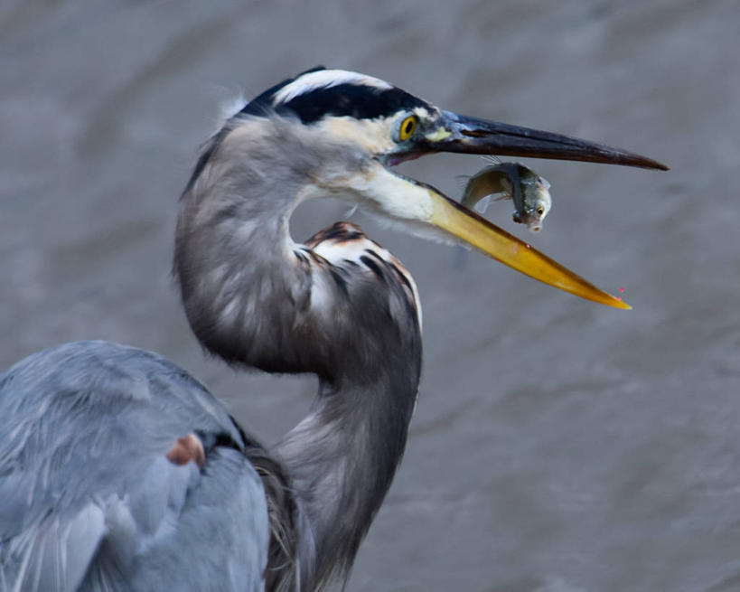 无人,横图,室外,特写,白天,野生动物,美国,鱼类,动物,两只,摄影,北美,北美洲,美洲,大蓝苍鹭,南卡罗来纳州,北亚美利加洲,亚美利加洲,南卡罗来纳,扇榈之州,矮棕榈之州,亨廷顿海滩州立公园,彩图,美利坚合众国