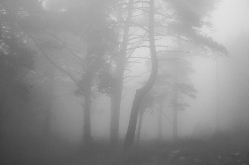 无人,横图,黑白,室外,森林,雾,西班牙,黎明,天气,树,自然,摄影,宁静,早晨,加泰隆尼亚,塔拉戈纳省