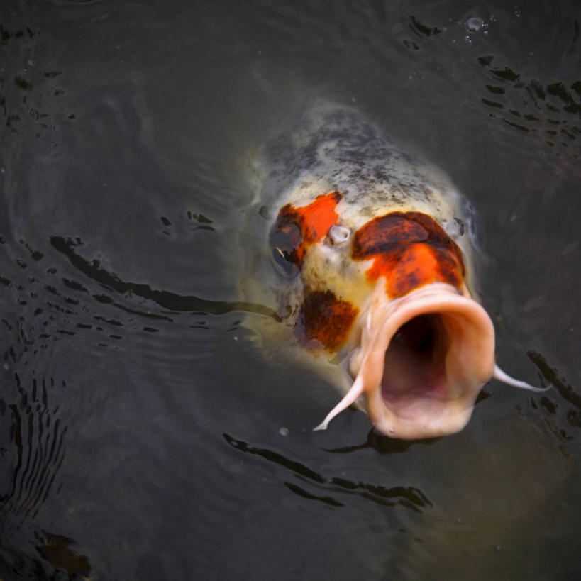 无人,方图,室外,特写,白天,水,锦鲤,日本,日本文化,池塘,横滨,神奈川县,鱼类,红色,白色,张嘴,摄影,张大嘴巴,张开嘴,彩图