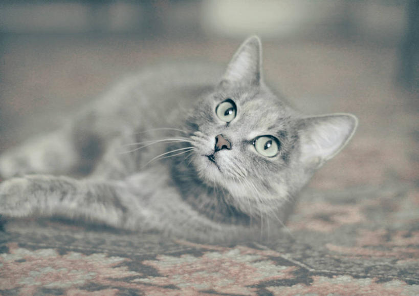 无人,躺,横图,室内,宠物,猫,野生动物,俄罗斯,首都,灰色,向上看,摄影,莫斯科,机敏,彩图