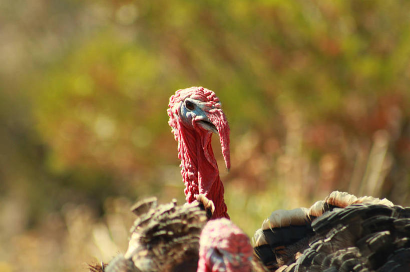 无人,横图,室外,特写,白天,野生动物,阿根廷,鸟类,动物,两只,摄影,彩图