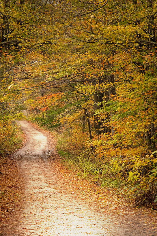 无人,竖图,室外,白天,加拿大,树,自然,摄影,宁静,彩图