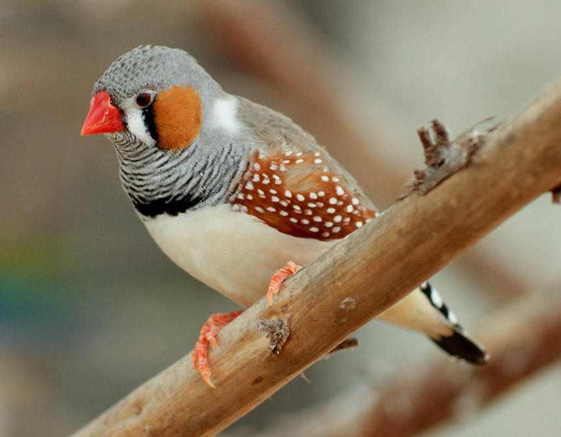 无人,坐,横图,室外,特写,白天,野生动物,英国,鸟类,枝,摄影,栖息,彩图