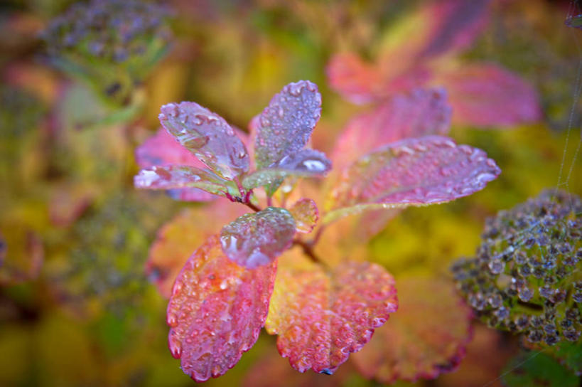 无人,横图,室外,白天,叶子,挪威,风景,自然,雨滴,摄影,脆弱,清新,秋天,彩图
