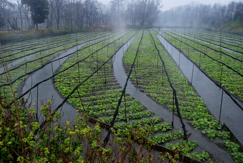 无人,农场,横图,室外,白天,农业,农作物,日本,弯曲,田地,自来水,树,自然,摄影,生长,宁静,彩图