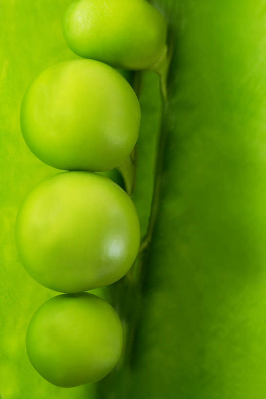 无人,竖图,微距,英国,豌豆,饮食,绿色,摄影,清新,彩图,哈特菲尔德