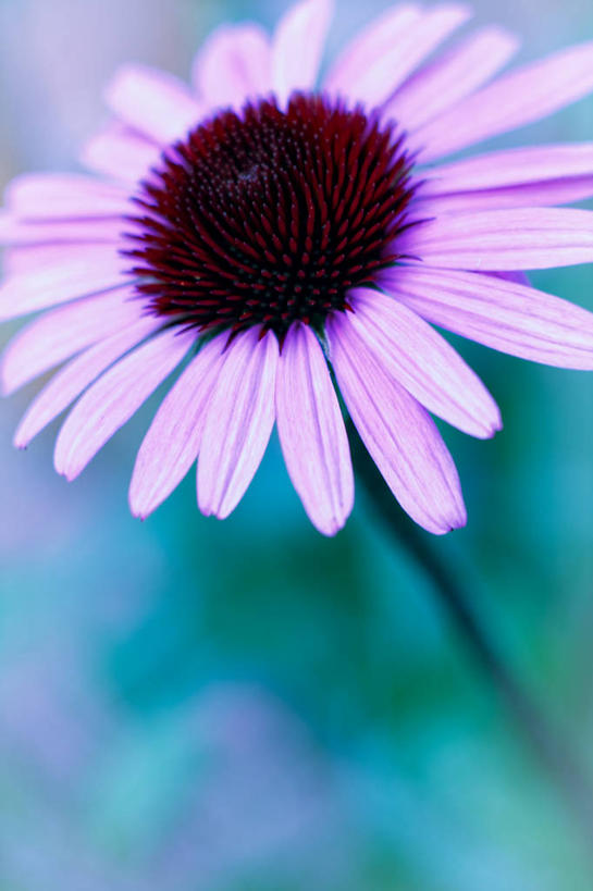 无人,竖图,室外,特写,白天,德国,盛开,花蕾,花,花瓣,花朵,鲜花,一朵,花苞,花蕊,摄影,脆弱,雄蕊,清新,紫锥花,彩图