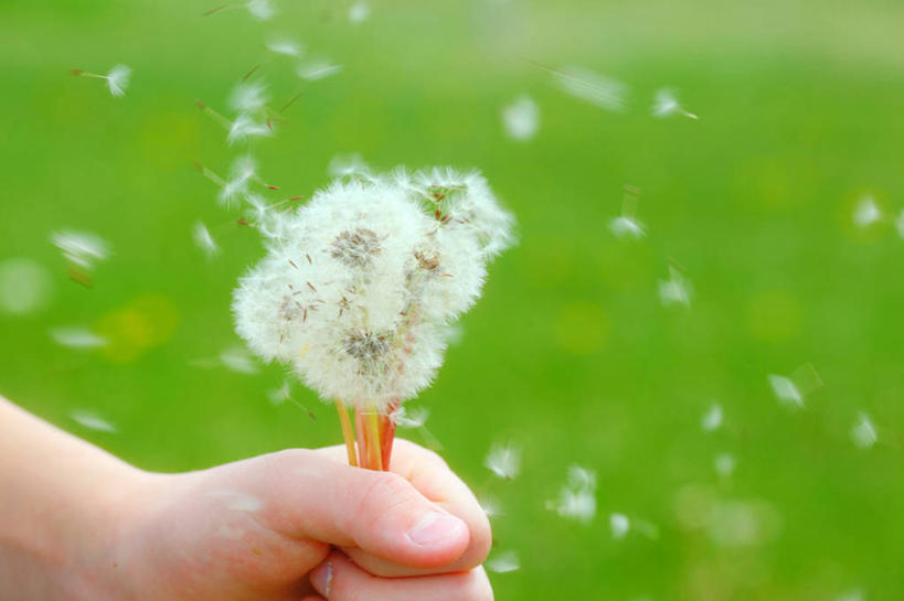 手,一个人,横图,室外,白天,蒲公英,美国,拿着,飞,摄影,部分,脆弱,清新,彩图
