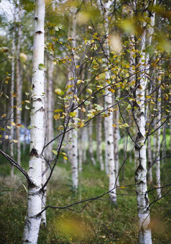 无人,竖图,室外,白天,森林,瑞典,枝,树干,自然,摄影,白桦,生长,脆弱,彩图,林区
