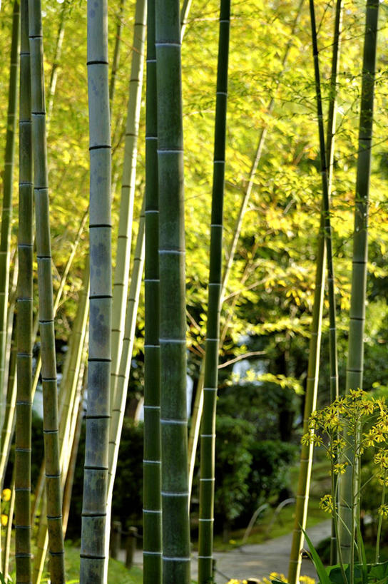 无人,竖图,室外,白天,日光,日本,草,树,树干,自然,摄影,生长,园林,宁静,大阪府,彩图