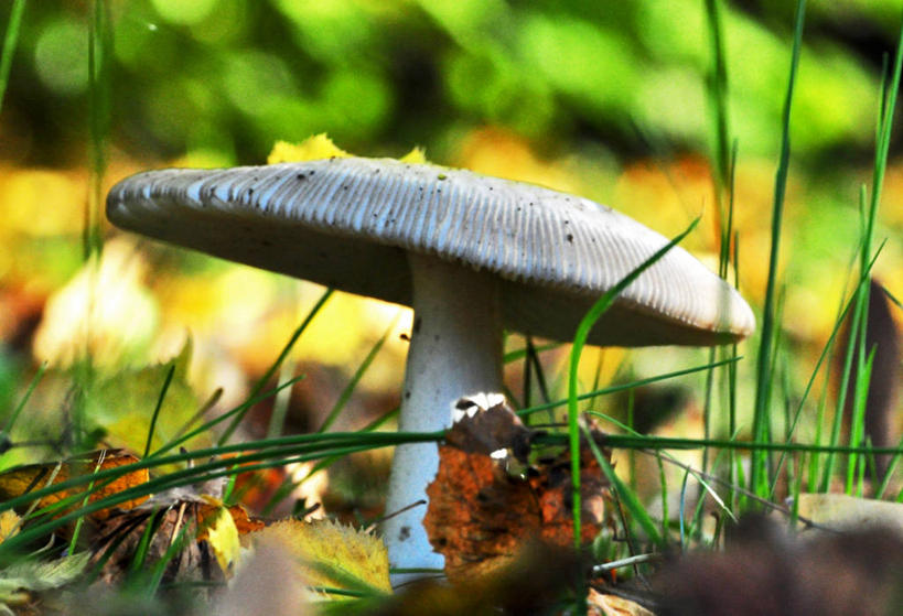 无人,公园,横图,室外,特写,白天,意大利,欧洲,蘑菇,草,自然,摄影,生长,南欧,意大利共和国,弗留利.威尼斯朱利亚,弗留利.威尼斯朱利亚大区,彩图