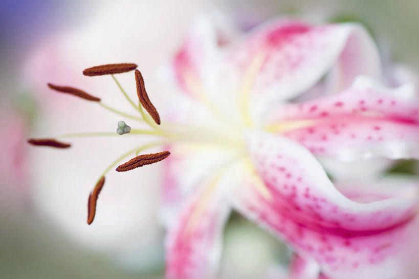 无人,横图,室外,特写,白天,英国,盛开,花蕾,花,花瓣,花朵,鲜花,一朵,粉色,花苞,花蕊,摄影,脆弱,雄蕊,清新,白金汉郡,彩图