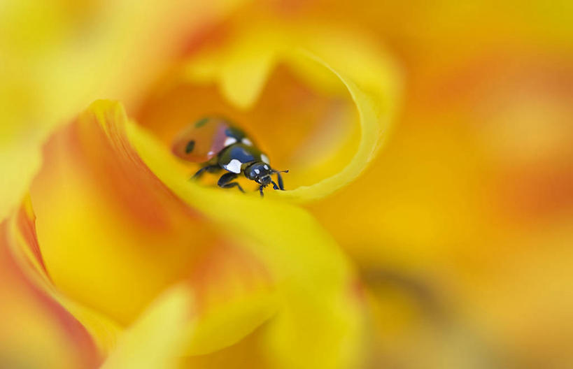 无人,横图,室外,特写,白天,郁金香,野生动物,瓢虫,英国,花瓣,黄色,摄影,脆弱,清新,白金汉郡,彩图