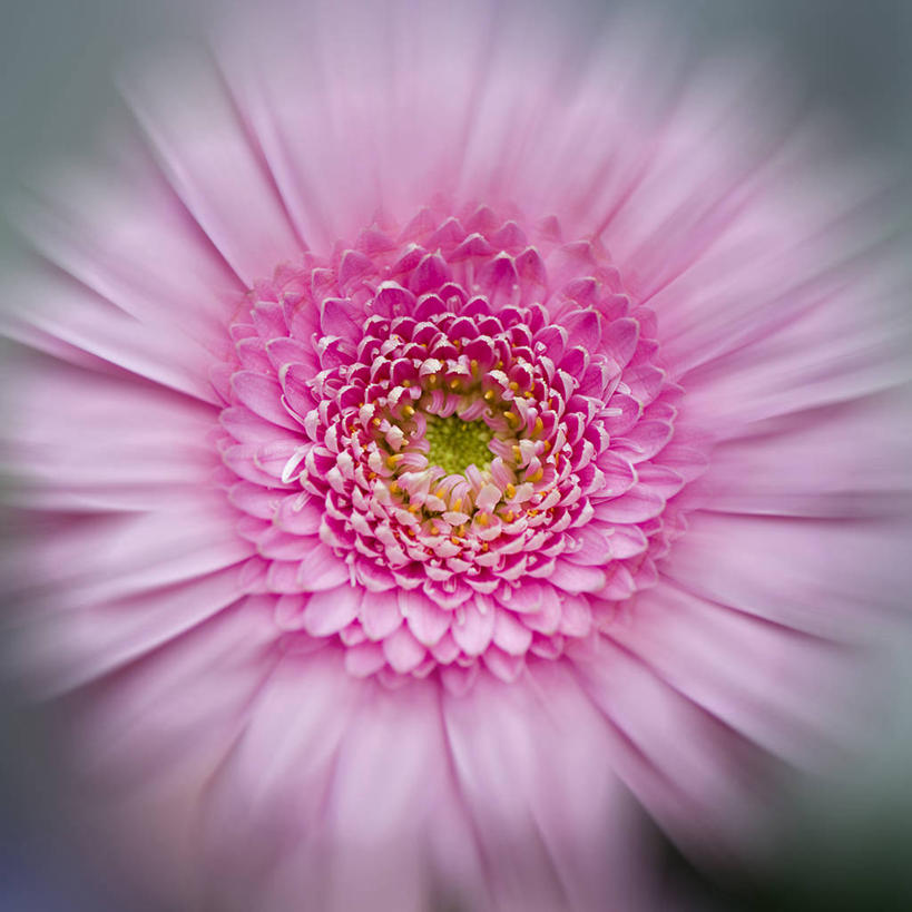 无人,方图,室外,特写,白天,英国,盛开,非洲雏菊,花蕾,花,花瓣,花朵,鲜花,一朵,粉色,花苞,花蕊,摄影,脆弱,清新,白金汉郡,彩图