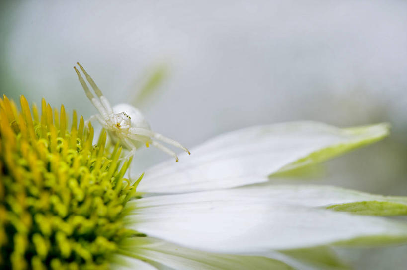 无人,坐,横图,室外,特写,白天,野生动物,英国,盛开,昆虫,花蕾,花,花瓣,花朵,鲜花,一朵,白色,自然,花苞,花蕊,摄影,金花菊,脆弱,雄蕊,清新,蟹蛛,白金汉郡,彩图