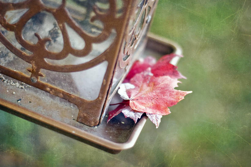 无人,横图,室外,白天,叶子,美国,红色,摄影,脆弱,清新,改变,马里兰,喂鸟器,式样,设计,秋天,彩图