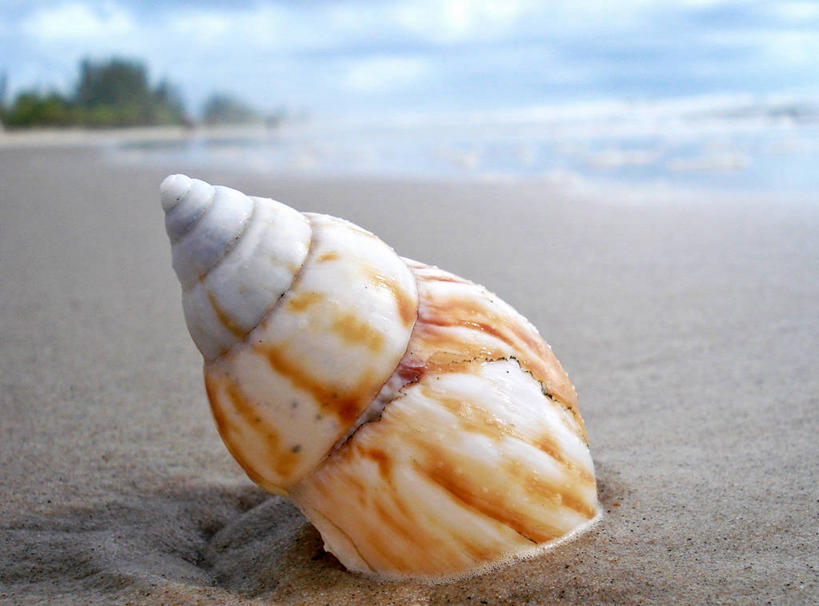 无人,横图,室外,特写,白天,海洋,贝壳,巴西,沙子,摄影,宁静,巴伊亚州,海滩,彩图