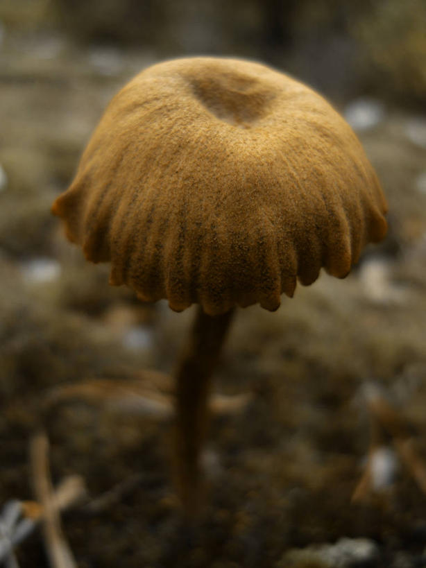 无人,竖图,室外,特写,白天,英国,蘑菇,食品,一个,自然,摄影,生长,单个,多塞特郡,秋天,彩图