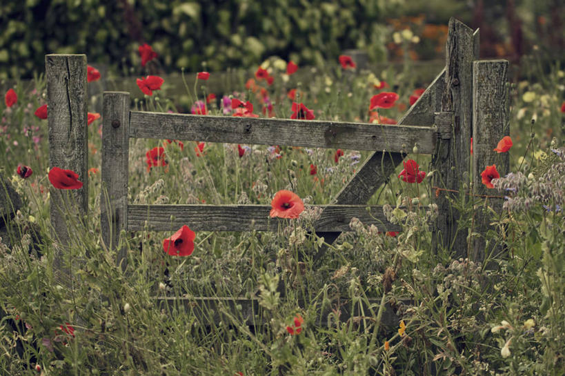 无人,横图,室外,白天,草地,美景,英国,许多,丰富,木制,大门,景观,野花,很多,古典,花,自然,景色,摄影,生长,清新,自然风光,利兹市,彩图
