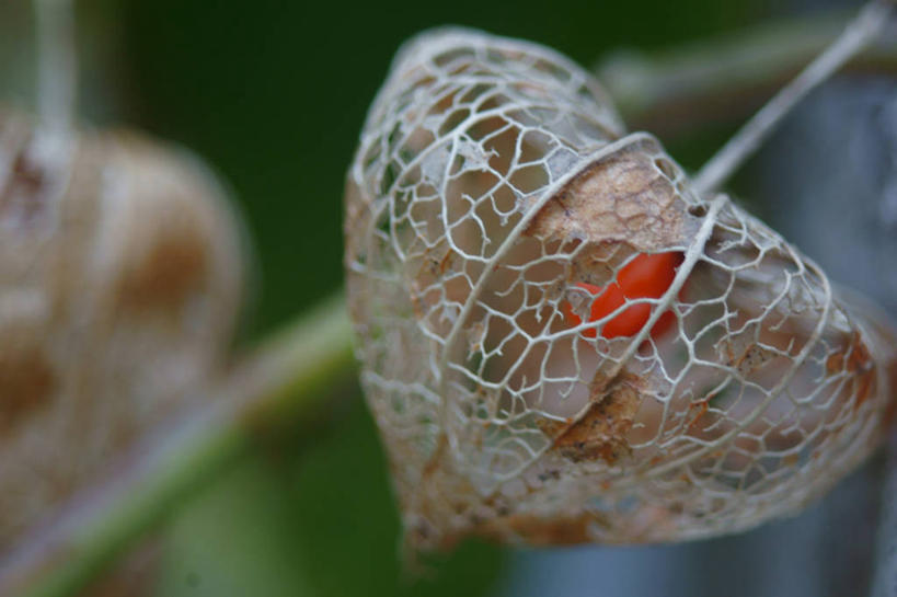 无人,横图,室外,特写,白天,百合花,东京,日本,首都,摄影,生长,清新,冬樱花,强瞿,台东区,宫灯百合,百合蒜,倒仙,番韭,山丹,彩图,灯笼百合,宫灯花,圣诞百合