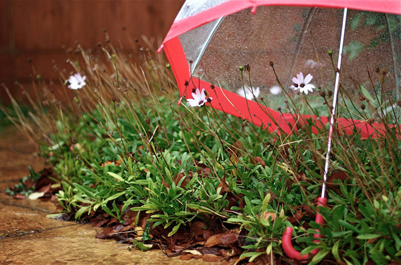 无人,横图,室外,白天,雨,英国,伞,庭院,天气,雏菊,花,摄影,生长,保护,彩图
