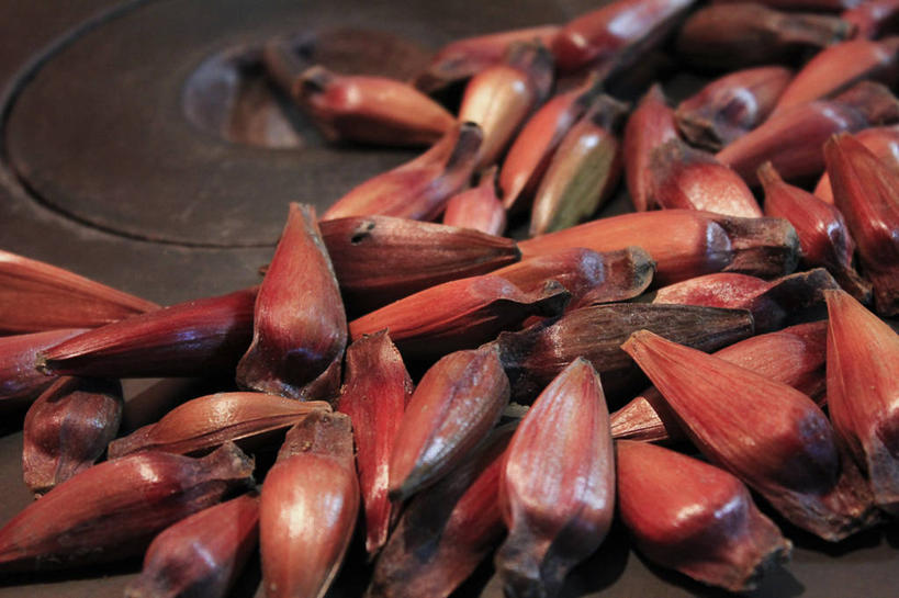 无人,横图,室内,特写,巴西,种子,饮食,南美,摄影,南美洲,拉丁美洲,清新,美洲,巴西联邦共和国,亚美利加洲,南亚美利加洲,南大河州,南里奥格兰德州,彩图