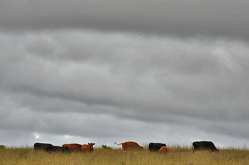 无人,农场,横图,室外,白天,牛,巴西,地形,乌云,云,天空,自然,动物,家畜,南美,摄影,牲畜,南美洲,拉丁美洲,美洲,巴西联邦共和国,亚美利加洲,南亚美利加洲,南大河州,南里奥格兰德州,肉牛,肉用牛,安格斯牛,亚伯丁安格斯牛,彩图,家牛,红安格斯牛