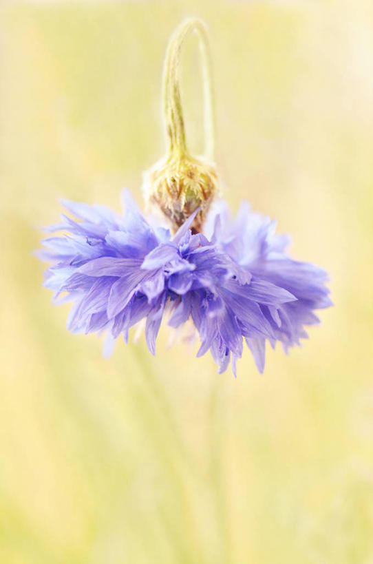 无人,竖图,室外,特写,白天,农业,丹麦,纹路,纹理,田地,谷类,紫色,自然,摄影,生长,矢车菊,肌理,欧登塞,彩图