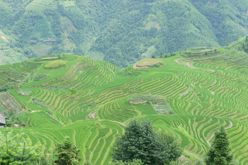 无人,横图,俯视,室外,白天,农业,山,桂林,稻田,树,自然,摄影,广西,宁静,龙脊梯田,式样,彩图,高角度拍摄