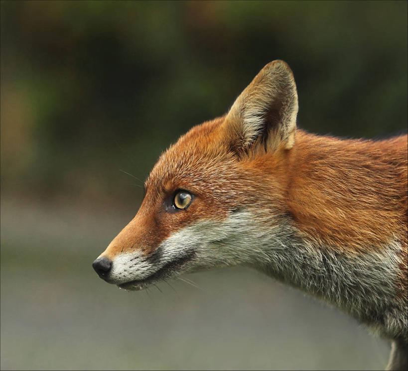 无人,横图,室外,白天,侧面,狐狸,野生动物,英国,北爱尔兰,摄影,部分,彩图,唐区