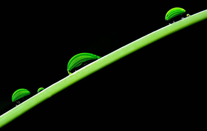 无人,横图,室外,特写,白天,水,罗马尼亚,黑色背景,光线,水滴,茎,光芒,首都,自然,摄影,生长,清新,纯净,布加勒斯特,彩图