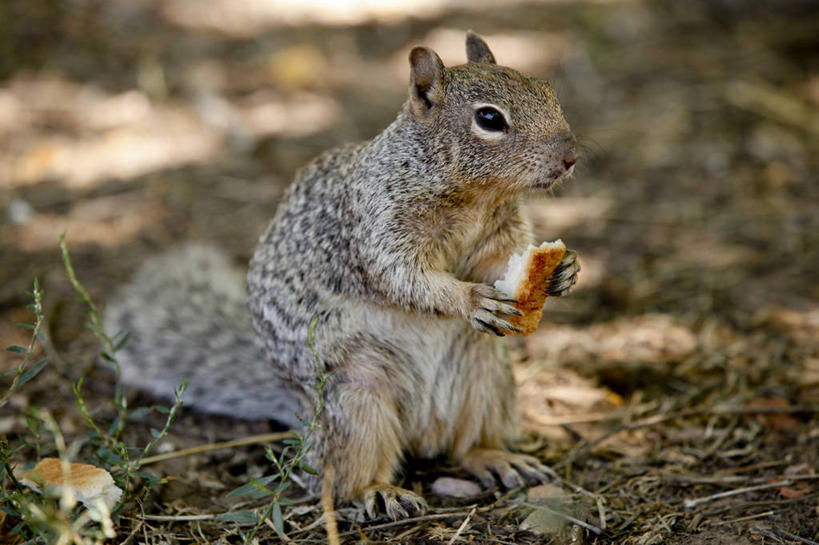 无人,站,横图,室外,特写,白天,野生动物,美国,食品,拿着,饮食,松鼠,摄影,彩图