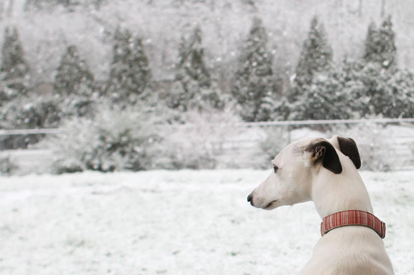 无人,横图,室外,白天,宠物,狗,美国,冬天,下雪,天气,家畜,寒冷,摄影,部分,俄勒冈州,波特兰,彩图,宠物项圈